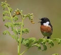 Male stonechat singing on bracken