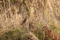 Male Stonechat Saxicola torquata in grass Royalty Free Stock Photo