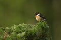 A stunning male Stonechat, Saxicola torquata, perched on top of a Gorse bush. Royalty Free Stock Photo