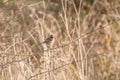 Male Stonechat Saxicola torquata in bush Royalty Free Stock Photo