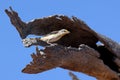 Male Striated Pardalote Royalty Free Stock Photo