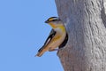 Male Striated Pardalote Royalty Free Stock Photo