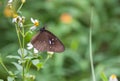 Male striped blue crow butterfly Euploea Mulciber Royalty Free Stock Photo