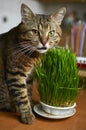 Cat eating grass in appartment Royalty Free Stock Photo