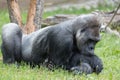 Male strong gorilla resting on the ground at the zoo Royalty Free Stock Photo