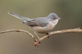 Male of subalpine warbler. Sylvia Cantillans, on her hanger