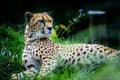 Male of Sudan cheetah Royalty Free Stock Photo