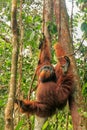 Male Sumatran orangutan hanging in trees in Gunung Leuser Nation