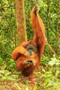 Male Sumatran orangutan Pongo abelii itching, Gunung Leuser Na