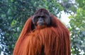 Male Sumatran orangutan Pongo abelii .Pongo pygmaeus.Bornean orangutan Pongo o pygmaeus wurmmbii in the wild nature
