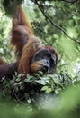 Male Sumatran orangutan Pongo abelii in rain forest trees