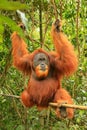 Male Sumatran orangutan Pongo abelii sitting on a bamboo in Gu Royalty Free Stock Photo