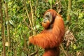 Male Sumatran orangutan standing on the ground in Gunung Leuser Royalty Free Stock Photo