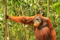 Male Sumatran orangutan standing on the ground in Gunung Leuser
