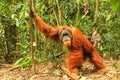 Male Sumatran orangutan standing on the ground in Gunung Leuser Royalty Free Stock Photo