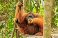 Male Sumatran orangutan sitting on a platform in Gunung Leuser N