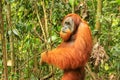 Male Sumatran orangutan standing on the ground in Gunung Leuser