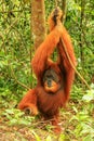 Male Sumatran orangutan standing on the ground in Gunung Leuser Royalty Free Stock Photo