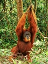 Male Sumatran orangutan standing on the ground in Gunung Leuser Royalty Free Stock Photo