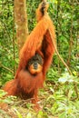 Male Sumatran orangutan standing on the ground in Gunung Leuser National Park, Sumatra, Indonesia Royalty Free Stock Photo