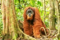 Male Sumatran orangutan standing on the ground in Gunung Leuser National Park, Sumatra, Indonesia Royalty Free Stock Photo