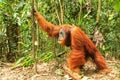 Male Sumatran orangutan standing on the ground in Gunung Leuser National Park, Sumatra, Indonesia Royalty Free Stock Photo