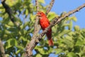 Male Summer Tanager (Piranga rubra)