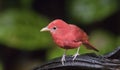 Male Summer Tanager Piranga rubra