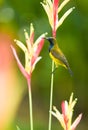 Male Sunbird Royalty Free Stock Photo