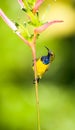 Male Sunbird Royalty Free Stock Photo