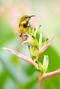 Male Sunbird Atop Helicionia Inflorescence