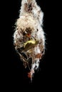 male sunbird feeding insect to baby in her nest , commond name of sunbrid is Olive-backed sunbird, Yellow-bellied sunbird