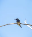 Male Sunbird with his food on dry branch over blurred blue sky background