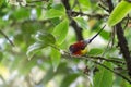 male sunbird (Mrs. Gould's Sunbird; Aethopyga gouldiae) on branc Royalty Free Stock Photo
