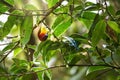 male sunbird (Mrs. Gould's Sunbird; Aethopyga gouldiae) on branc Royalty Free Stock Photo