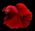 Male Super Red halfmoon Betta with solid red color photography