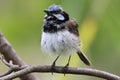 Male Superb Fairy Wren singing