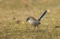 Superb Fairywren Malurus cyaneus eclipse