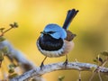a superb fairywren on a branch generate by AI