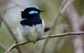 A male superb fairywren in tropical Queensland, Austraila Royalty Free Stock Photo