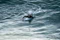 Male surfers enjoying the big wave in Oceanside Royalty Free Stock Photo