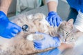 Male surgeon and a female nurse examine a pregnant cat. Veterinary and pet care concept
