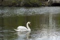 Male Swan (Cob) Busking Royalty Free Stock Photo