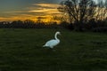 A male swan on the river meadow of the river Stour at sunset on the edge of Sudbury, Suffolk