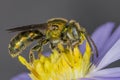 Male Sweat Bee pollinating a wild aster Royalty Free Stock Photo