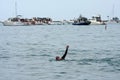 Male Swimmer Does Backstroke Amid Boat Partying