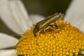 Male Swollen-thighed beetle Oedemera nobilis Royalty Free Stock Photo