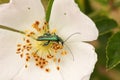 A pretty male Swollen-thighed Flower Beetle, Oedemera nobilis, nectaring on a wild dog rose flower.