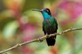 Male Talamanca Hummingbird - Eugenes spectabilis is large hummingbird living in Costa Rica and Panama Royalty Free Stock Photo