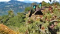 Male Talamanca hummingbirds